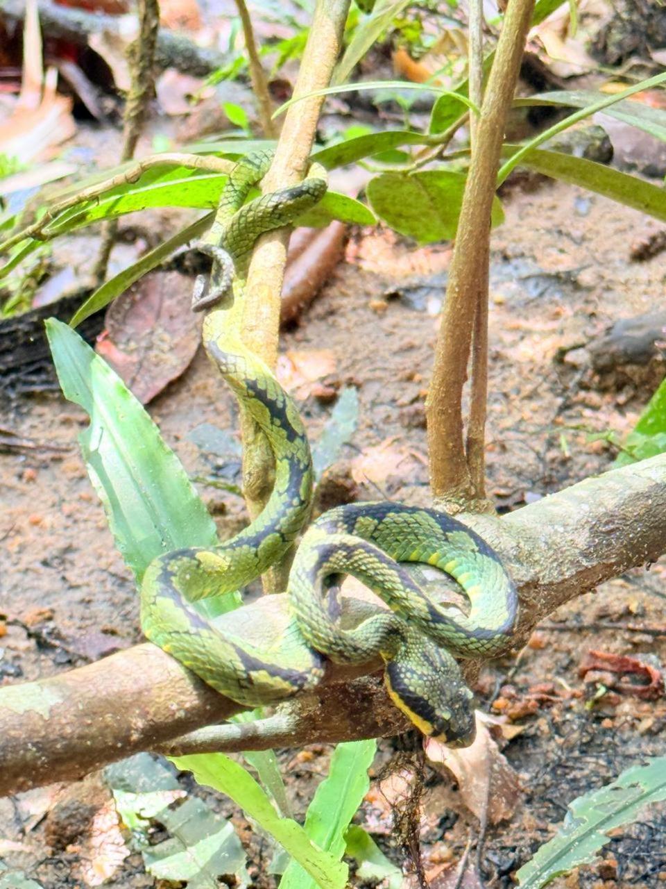 Sinharaja Vini Villa Deniyaya Dış mekan fotoğraf